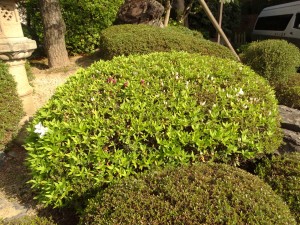 つつじ８