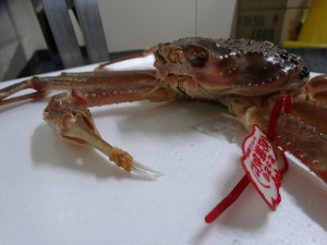 タグ付き蟹