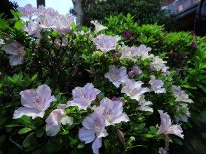 DSC02509