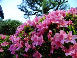 DSC02510