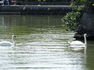 DSC03539