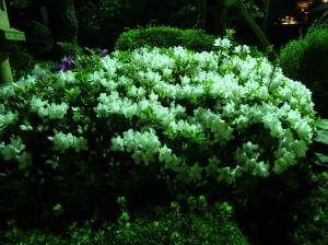 DSC035811