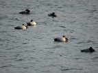 DSC04296_