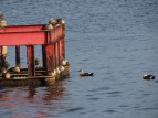 DSC04298_