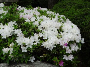 DSC05488