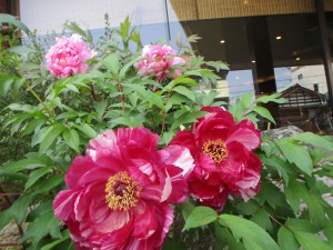 IMG_0571