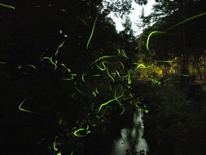 その他:ホタル画像 鳥取